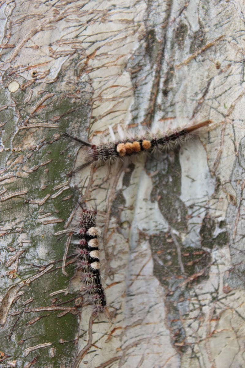 Tussock Moth Caterpillars