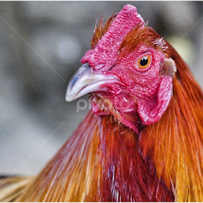 Perry by Paul Agraviador - Animals Other