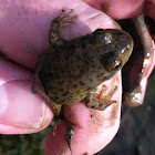 American Bullfrog