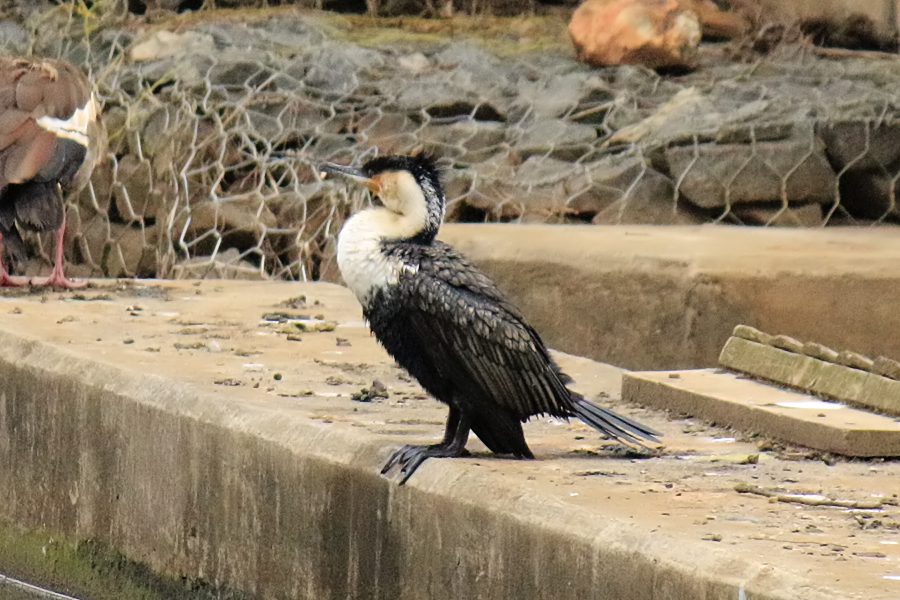 White-breasted cormorant