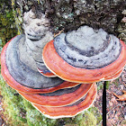 Red Belt Fungus