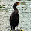 Double- crested Cormorant