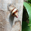 Florida tree snail