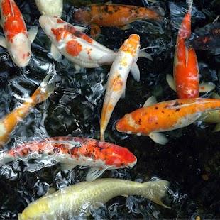 Fancy Koi Fish Live Wallpaper Screenshots 2
