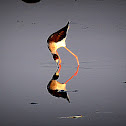 Black-winged Stilt