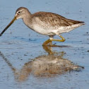 Long-billed Dowitcher