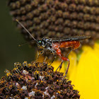 Ichneumon Wasp