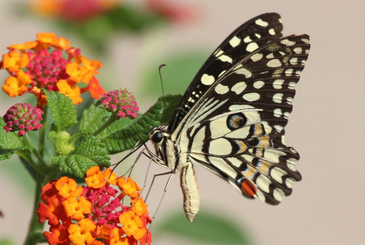 Common Lime Butterfly