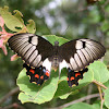 Orchard Swallowtail (female)