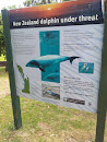 NZ Dolphins at Piha