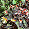 Begonia Hybrid