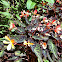 Begonia Hybrid