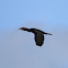 Double-crested Cormorant