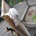 puss moth