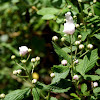 Blackberry flowers