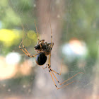 Daddy Longlegs spider