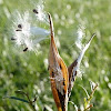Butterfly weed seeds