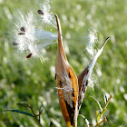 Butterfly weed seeds