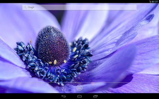 免費下載個人化APP|Bright flower Live Wallpaper app開箱文|APP開箱王