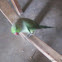 Rose-ringed Parakeet,  Ring-necked Parakeet