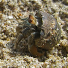 Hermit crab