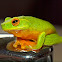 Dainty Tree Frog