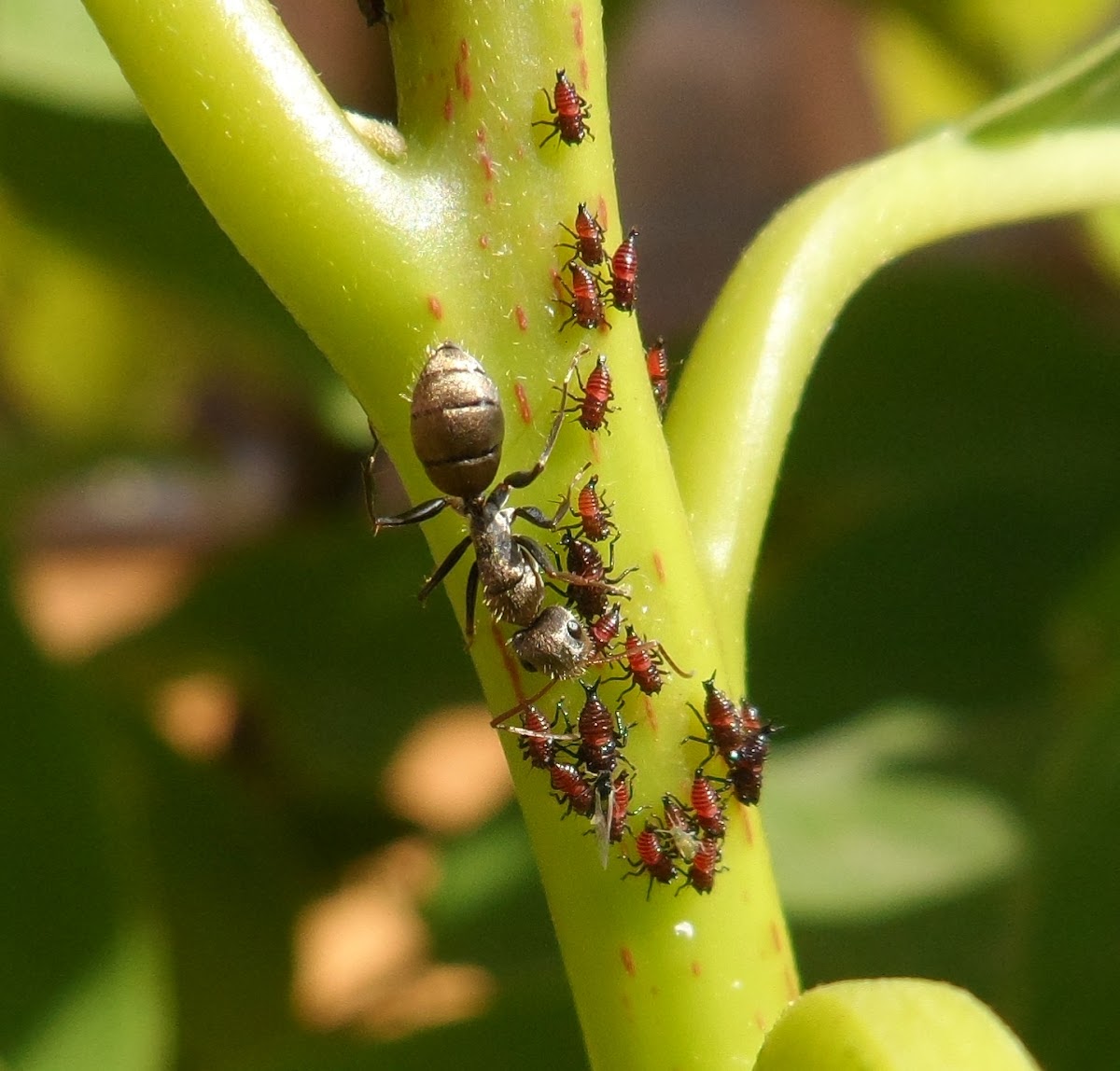 The treehopper nymphs tended by an ant