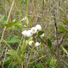 Pineland Snowberry