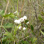 Pineland Snowberry