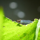 Small Red-eyed Damselfly
