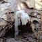 Indian Pipe