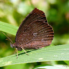 Satyr Butterfly