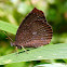 Satyr Butterfly