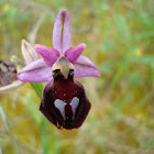Horse-shoe Orchid