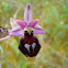 Horse-shoe Orchid