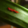 Scarlet Lilly Beetle Eggs