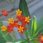 Tropical Butterflyweed