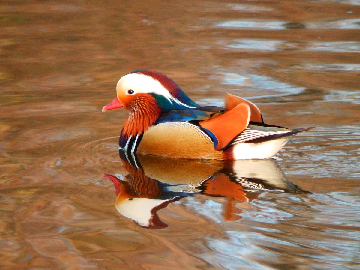 Mandarin Duck male