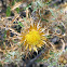 Clustered Carline Thistle