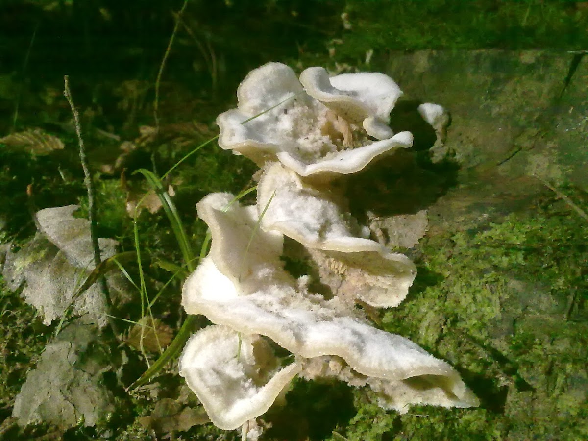 Hedgehog Fungus