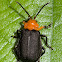 Galerucine Leaf Beetle