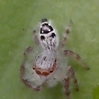 Bearded jumping spider