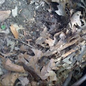 leaf litter