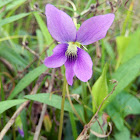 Early Blue Violet