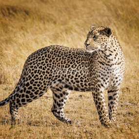 Botswana Leopard 7790 by Karen Celella - Animals Lions, Tigers & Big Cats