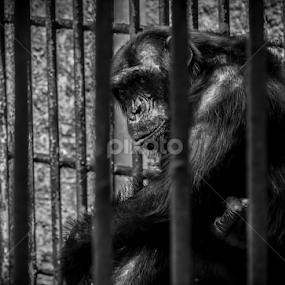 by Binoka Nadiranga - Animals Other Mammals