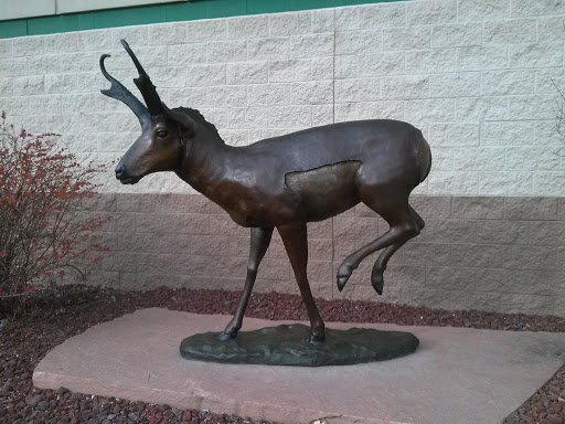 Sportsman Antelope  