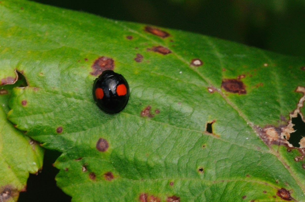 Kidney-spot ladybird