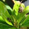 Green Lacewing Larva