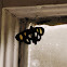 Eight-spotted Forester Moth